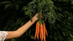 zanahora